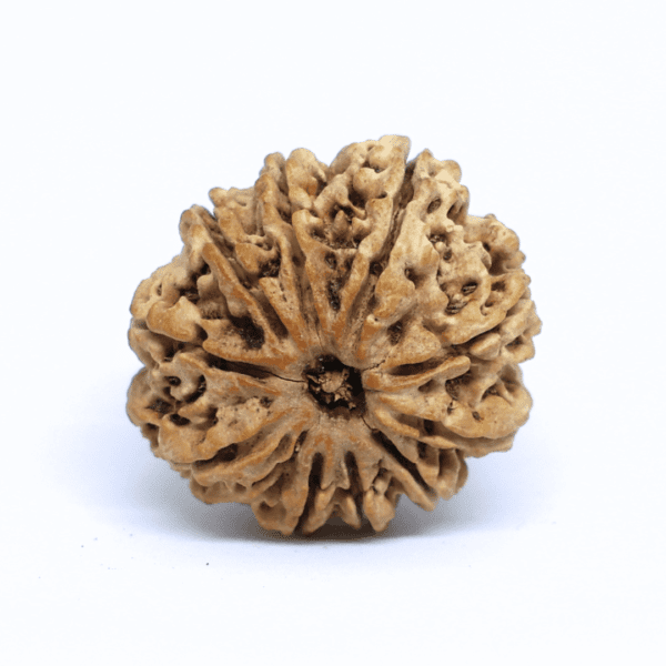 Rudraksha