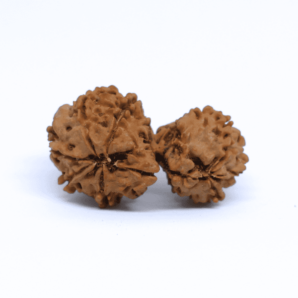 Gauri - Shankar Rudraksha