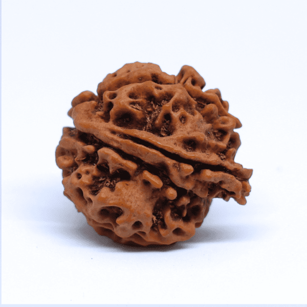 Ganesh Rudraksha Nepali