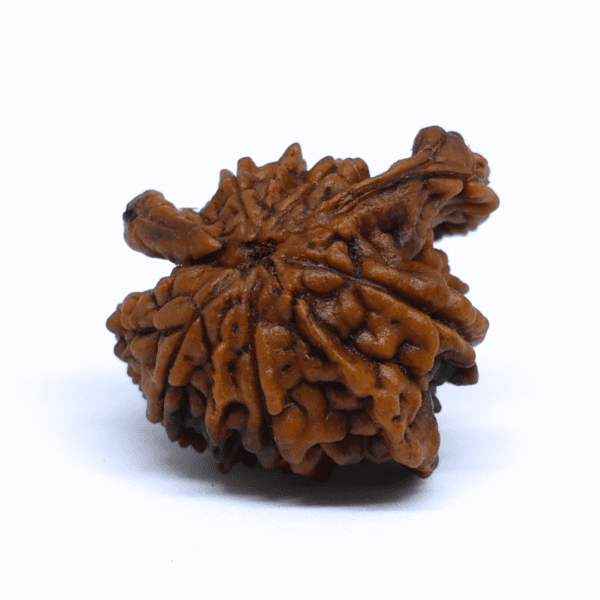 Naag Savaar Rudraksha